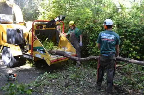 tree services Lapel